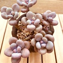 아메치스 키우기 쉬운 다육식물 화분포함130랜덤발송, 단품