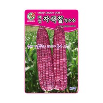 제일 자색찰옥수수 씨앗 80립