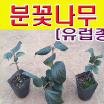 (D소망)분꽃나무(유럽종)모종(4치 포트) 1그루