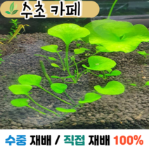 수초카페) 미니 가가부타 1촉 후경수초 초보수초 자연수초 관상수초 재배수초
