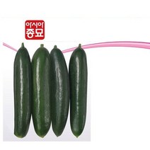 오이씨앗 아시아미인 10립 오이종자, 6개