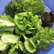 아쿠아포닉스 샐러드채소 당일수확 농장직송 여주아쿠아포닉스농장 유럽샐러드, 00.샐러드채소 모둠 500g * 2개