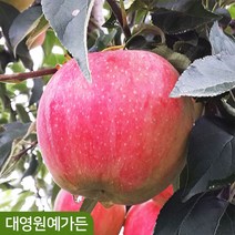 뿌리묘) 신품종 사과나무 4종 미니사과 아리수 미야비 황금사과, 04. 시나노골드(황금사과) 이중접목1년(M26대목)