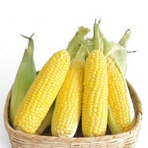 [찰지고 맛있는]햇괴산대학찰옥수수/생물 냉동2가지, 10개 가을초당옥수수