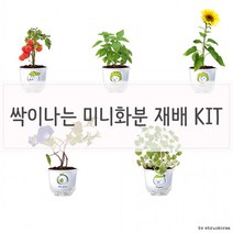 저면관수 쉬운 식물 키우기 세트 토마토 바질 캣닢, 시스의 해바라기