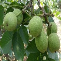 호두나무(상촌)R5CM/묘목/c1449