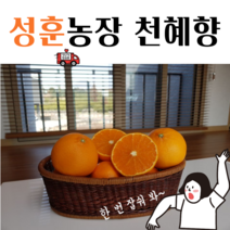[성훈 농장]제주 천혜향 가정용(사이즈별 5/10kg), 천혜향 가정용 10kg(꼬다마)