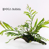 미미네플랜츠 볼비티스 5벌브, 단품