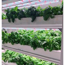 국내산 스위트 생바질 500g