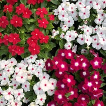 일일초 꽃모종 화단 일년초 꽃화분, 자주