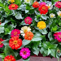 에덴플랜트 재입고 (5개한세트) 백일홍 소품 베란다 정원꾸미기 아파트 화단꾸미기 노지월동 야생화 꽃식물 색상랜덤, 5개