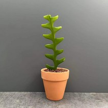 고양이 피쉬본 생선뼈 선인장 다육식물 집들이 선물