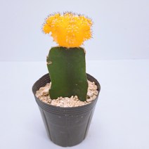 인플랜츠팜 비모란 옐로 미니 선인장 포트 반려식물