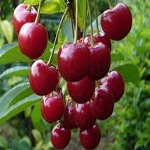 체리 (라핀) 특묘목 1주, 본상품선택, 1개