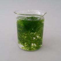 검정말(Live) BI-27