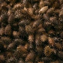 상세설명참고 국산 도꼬마리(창이자) 600g 독고마리 도쿠마리 도꾸마리 한약재 약초, 12XQ_국내산도꼬마리(창이자) 600g