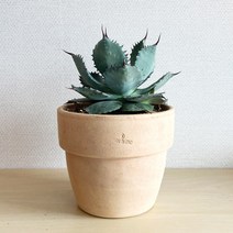 아가베 포타토룸(뇌신) 이태리토분 세트, 민자무늬