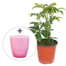 미미네가든 자동급수 홍콩야자 화분 키우기세트, 단품