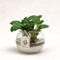 가꾸지오 공기정화식물 먼지제거 천연가습 수경식물 물방울글라스 수경재배, 물방울글라스-청페페