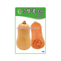 호박씨앗 땅콩호박 10립 수송성 좋음 기력회복, 단품