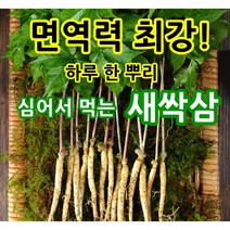 영동새싹인삼 새싹삼 -소 중 대 특 -50 70 100 뿌리, 특(25cm이상)50뿌리