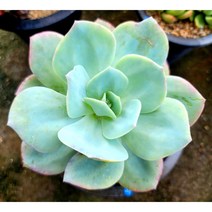 백봉 (묵은둥이 목대), 1개