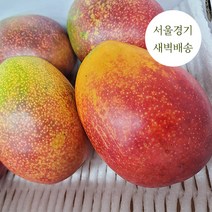 새벽배송 당일배송 프리미엄 수입산 애플망고 당도최고 1kg 2kg 4kg 새벽경매 가락시장, 프리미엄 수입산 애플망고 2kg