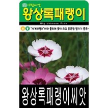 [워터트리몰] 왕상록패랭이씨앗(500립) 채소 꽃 종자 재배 씨앗 허브 나무 (A)