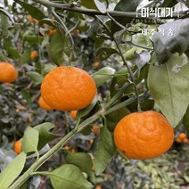 당일수확 제주 설국향 수라향 신비향 가정용 상품 못난이 3kg 5kg 10kg, 못난이 5kg, 1개