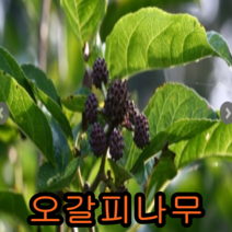 오갈피나무 2년특묘 5그루 나무 묘목 오갈피나무