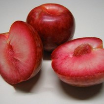 같이가치농원 플럼코트 자두+살구(티파니) 접목1년특묘)