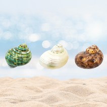 소라게 쉘 2.5cm 화이트 그린 우드 애완 은신처 천연 자연물 소라 껍질 터보 셸 셀 탈피 껍데기 피신처 용품, 우드(사은품증정)