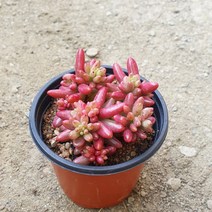 [다육식물]오로라
