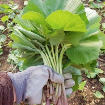 국내산 생 머위 머구 나물 1kg 2kg 당일수확 봄나물, 머위 1kg