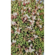 흰꽃세덤(알붐) 8cm / 20개