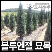 블루엔젤 12cm장포트(120ℓ) 묘목 나무 원예 식물