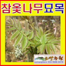 (G소망)참옻나무묘목(실생3년) 5그루