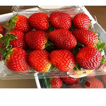 [산지직송]한국산 최상급 고당도 생 딸기 달달한 하우스 설향 딸기 (대)사이즈 500g, 2팩