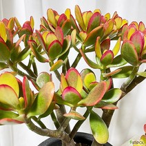 청년농부 염좌(30cm) 중형, 1개