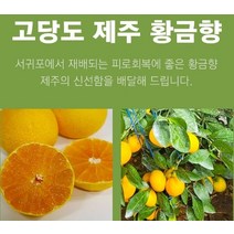 제주 황금향 선물용 4.5k 13-18과 성인병예방 수험생 비타민C 피로회복 명절 다이어트식단