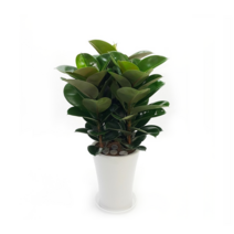 디씨플라워 관엽화분, 99999개, 15.고무나무(대)