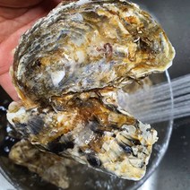 영양가 많은 생굴 여수 석화, 여수석화 15kg, 1개