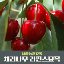 서울농원묘목/왜성체리나무 라핀스 묘목 특묘 자가수정