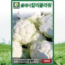 플래시 컬리플라워 씨앗 콜리플라워 씨 양배추 꽃양배추 종자 100립