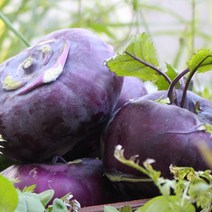 아삭아삭 수분 많은 햇 콜라비 3kg 5kg 10kg