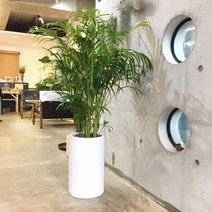 [목요일의 식물] 아레카야자 대형 원통 주름 FRP화분세트