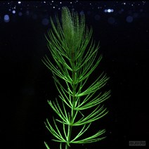 마츠모(붕어마름) 4촉(7~8센치정도 길이)