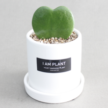 아이엠플랜트 라운드화분 선인장 다육이 스투키, 12.화이트 하트호야, 1개
