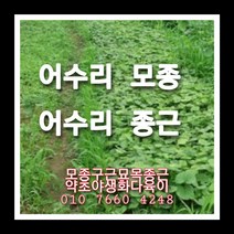 어수리 90주 어수리모종 어수리씨앗재배