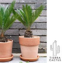 *티에라선인장* [화분포함 완제품]키우기 쉬운 소철, 소보로 화이트토분(받침포함)